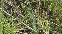 Stenocercus trachycephalus