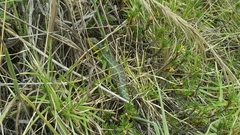 Stenocercus trachycephalus