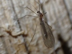 Paracladura trichoptera