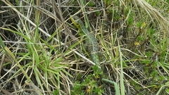 Stenocercus trachycephalus