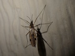 Cramptonomyia spenceri