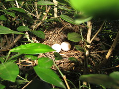 Columbina talpacoti