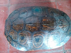 Trachemys venusta venusta