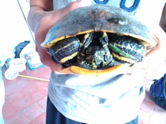 Trachemys venusta venusta