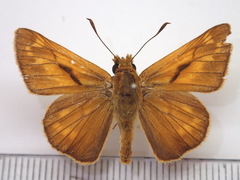 Ochlodes venatus