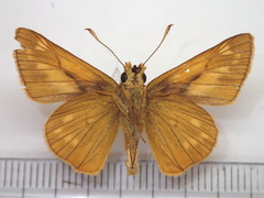 Ochlodes venatus