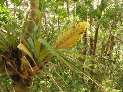Tillandsia lampropoda