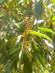 Sideroxylon salicifolium