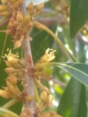 Sideroxylon salicifolium