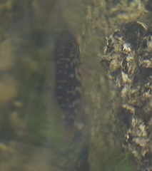 Hypoplectrodes jamesoni