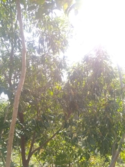 Sideroxylon salicifolium