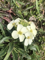 Erysimum concinnum