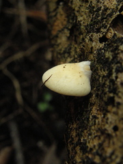 Crepidotus praecipuus
