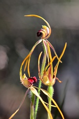 Caladenia longiclavata