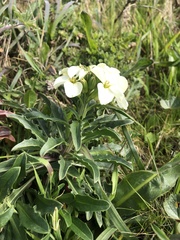 Erysimum concinnum