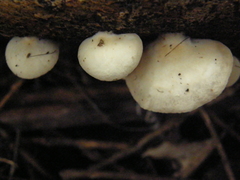 Crepidotus praecipuus