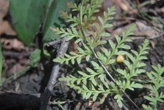 Gaga marginata