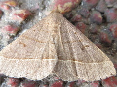 Paracolax trilinealis