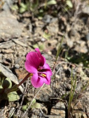 Diplacus kelloggii