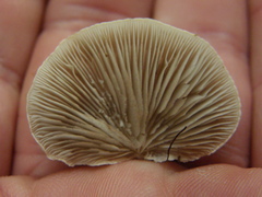 Crepidotus praecipuus