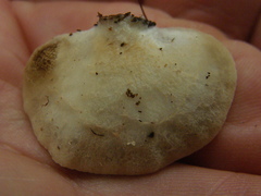 Crepidotus praecipuus