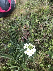 Erysimum concinnum