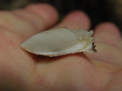 Crepidotus praecipuus