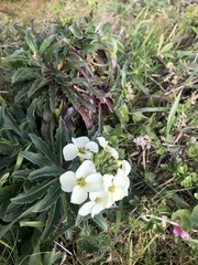Erysimum concinnum