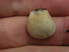 Crepidotus praecipuus