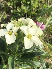 Erysimum concinnum
