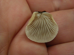 Crepidotus praecipuus