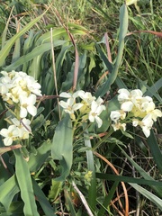 Erysimum concinnum