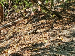 Iguanidae