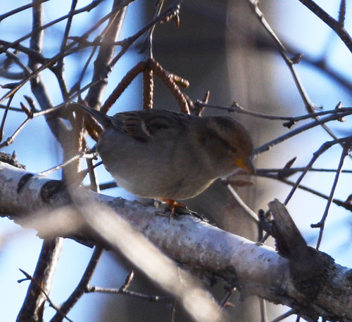 House Sparrow photographed in Vermont
