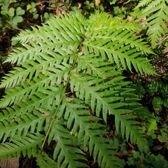Woodwardia fimbriata image