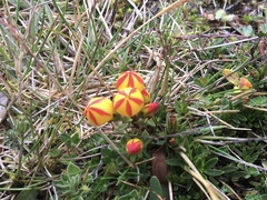Gentianella hirculus