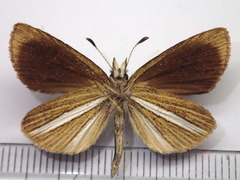 Leptalina unicolor
