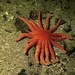 Sunflower Sea Star - Photo (c) bluebaron, some rights reserved (CC BY-NC)