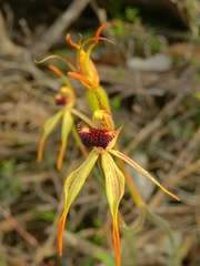 Caladenia longiclavata