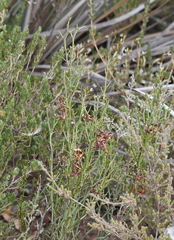 Acacia continua