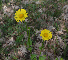 Doronicum plantagineum