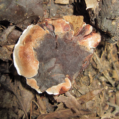 Hydnellum suaveolens