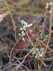Platysace heterophylla heterophylla