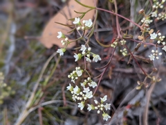 Platysace heterophylla heterophylla