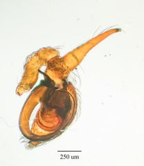 Dictyna calcarata