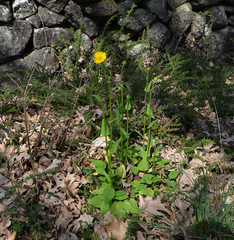 Doronicum plantagineum