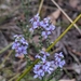 Olearia floribunda - Photo 由 Rob Shepherd 所上傳的 (c) Rob Shepherd，保留部份權利CC BY-NC