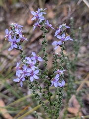 Olearia floribunda