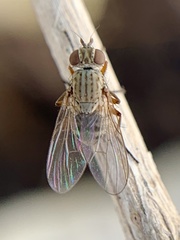 Diptera