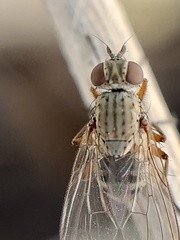 Diptera